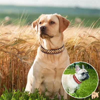 collier-chien-confortable-boxerdog