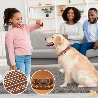 collier-chien-marron-boxerdog