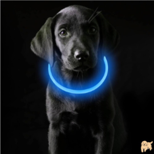 collier-lumineux-chien-bleu-leddog