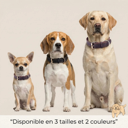 Le collier ergonomique | RoyalDog™