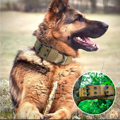collier-chien-ajustable-collardog