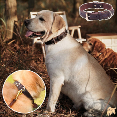 collier-chien-confortable-belaurdog