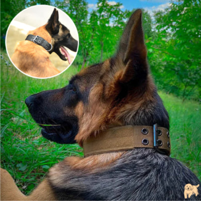 collier-chien-confortable-collardog