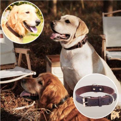 collier-chien-cuir-belaurdog