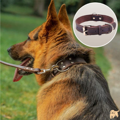 collier-chien-durable-belaurdog