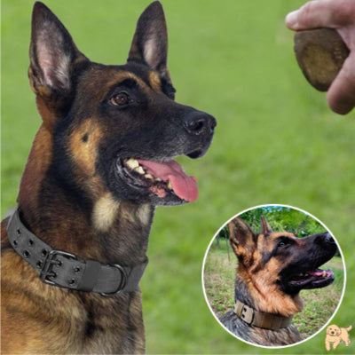 collier-chien-ergonomique-collardog