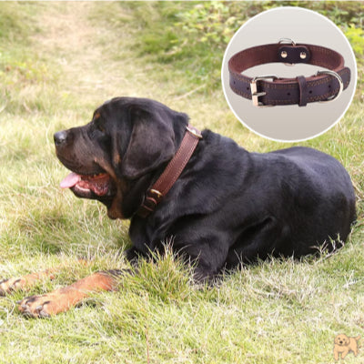 collier-chien-marron-belaurdog