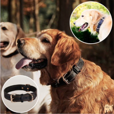 collier-chien-noir-belaurdog