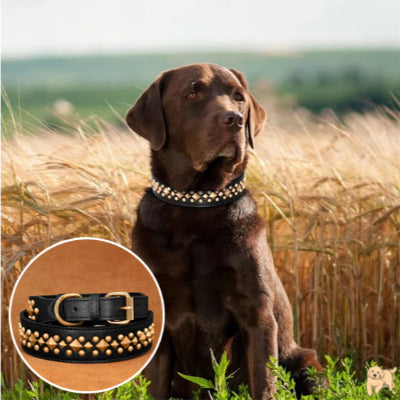 collier-chien-noir-boxerdog