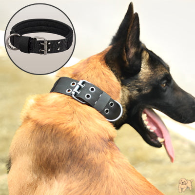 collier-chien-noir-collardog