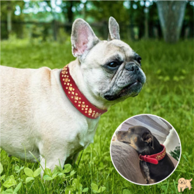 collier-chien-pratique-boxerdog