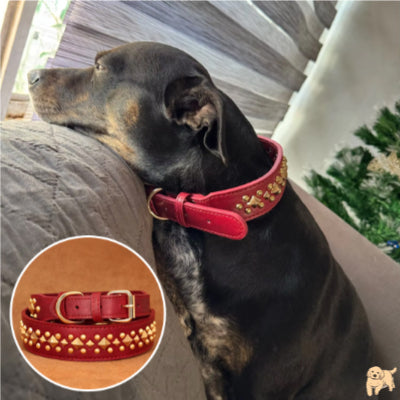 collier-chien-rouge-boxerdog
