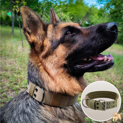 collier-chien-vert-collardog