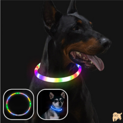 collier-lumineux-chien-colorful-leddog