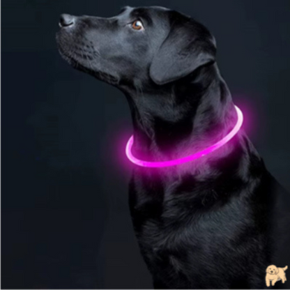collier-lumineux-chien-rose-leddog