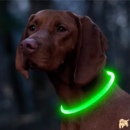 collier-lumineux-chien-vert-leddog