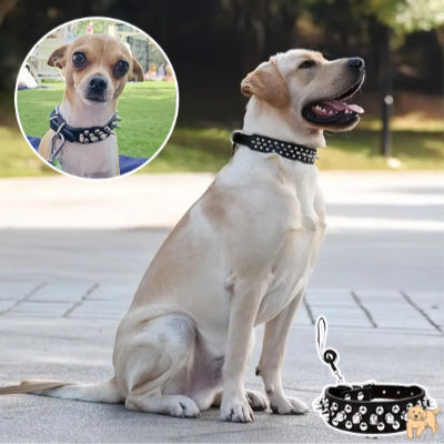 collier-pour-chien-antidechirure-rivetdog