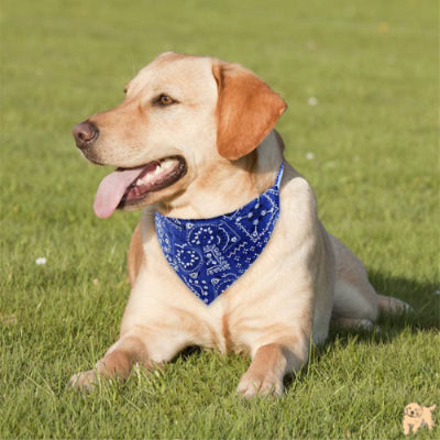 collier-pour-chien-bleu-bandanadog