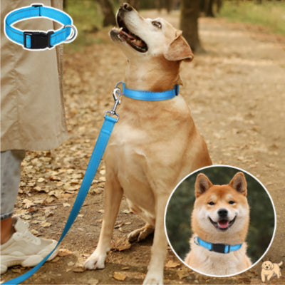 collier-pour-chien-bleu-clair-safetydog