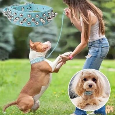 collier-pour-chien-bleu-rivetdog