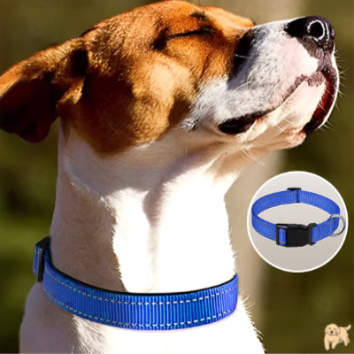 collier-pour-chien-bleu-safetydog