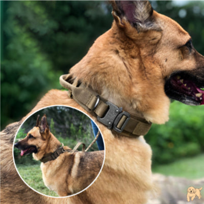collier-pour-chien-confortable-tacticaldog