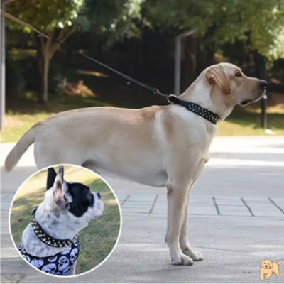 collier-pour-chien-cuir-rivetdog