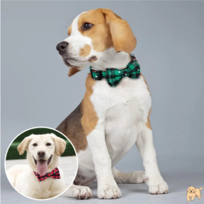 collier-pour-chien-durable-butterfly