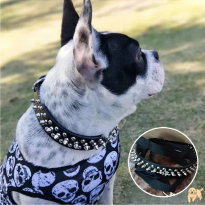 collier-pour-chien-elegant-rivetdog