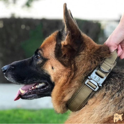 collier-pour-chien-kaki-tacticaldog
