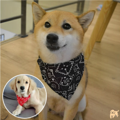 collier-pour-chien-noir-bandanadog