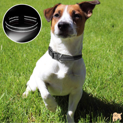 collier-pour-chien-noir-safetydog