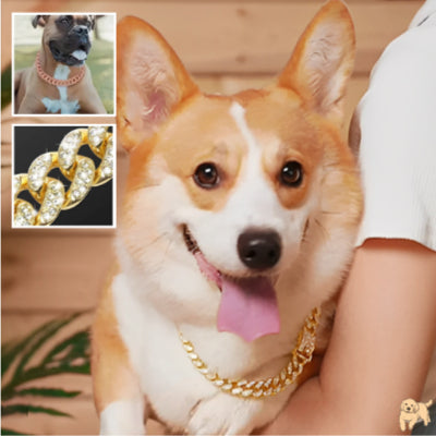 collier-pour-chien-or-diamonddog