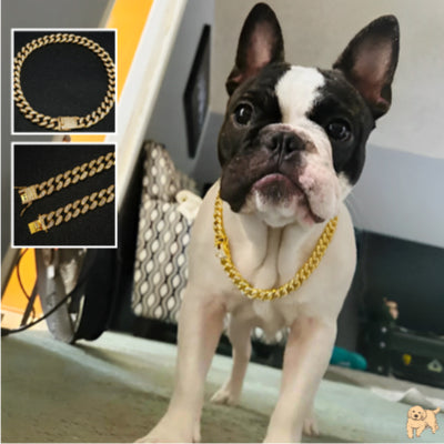 collier-pour-chien-resistant-diamonddog