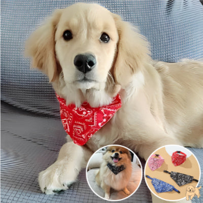 collier-pour-chien-style-bandanadog