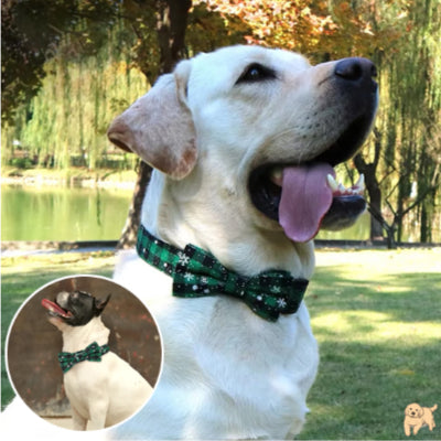 collier-pour-chien-vert-butterfly