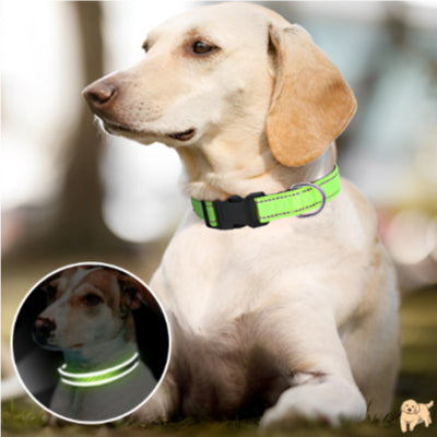 collier-pour-chien-vert-safetydog