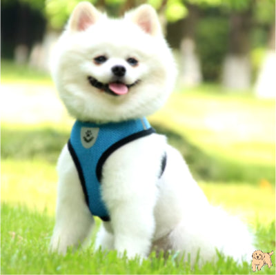 harnais-chien-polyvalent-ropedog